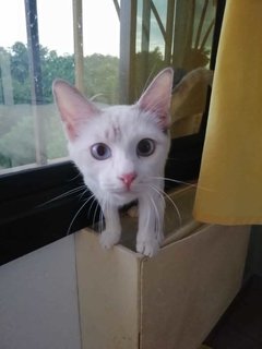 Luna - Siamese Cat