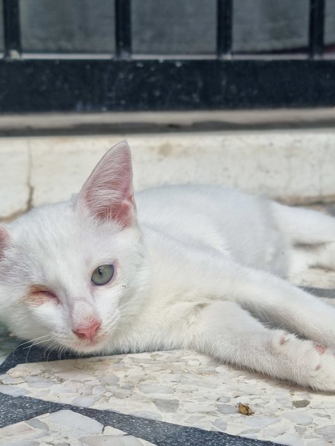 Eski (White) And Benji (Grey/white) - Domestic Short Hair Cat