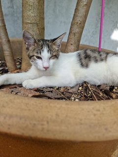 Benji (Grey/white) - Domestic Short Hair Cat