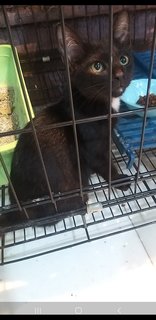 3 Months Bella - Tuxedo Cat