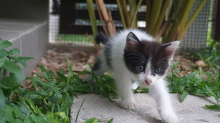 Oreo & Kitty - Domestic Short Hair + Domestic Medium Hair Cat