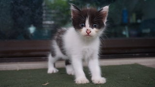 Oreo & Kitty - Domestic Short Hair + Domestic Medium Hair Cat