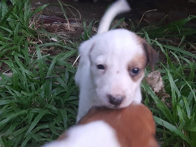 Brown &white Klang - Mixed Breed Dog