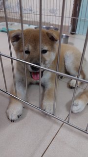 Taiwan Breedline Shiba Inu Puppies - Shiba Inu Dog