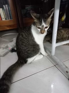 Nutella (Nutty) - Domestic Short Hair Cat