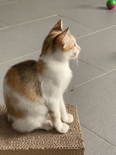 Brownie And Oyen - Domestic Medium Hair + Domestic Long Hair Cat