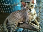PF11810 - Bengal Cat