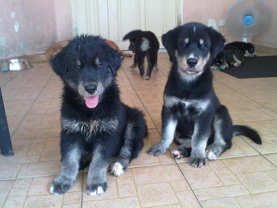 Siberian Husky Golden Retriever Puppies Adopted 3 Months Large Breed Hybrid Goberian Puppies From Subang Jaya Selangor Petfinder My