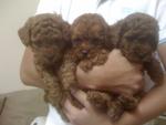 Brownred Qq Toy Poodle - Poodle Dog