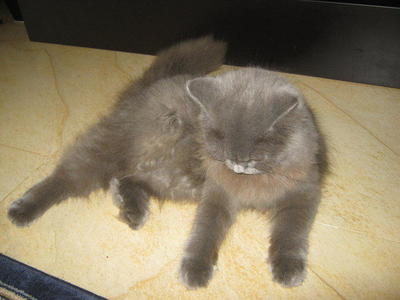 Mimie - Persian Cat