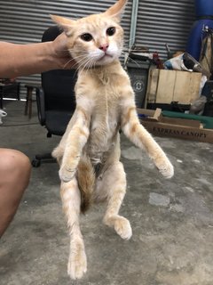Spayed Cat 4 - Domestic Short Hair Cat