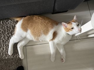 Ollie - Domestic Short Hair Cat