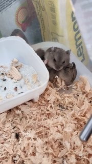 Hamster - Short Dwarf Hamster Hamster