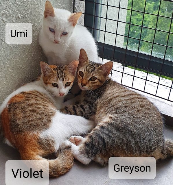 Umi, Violet, Greyson - Domestic Short Hair Cat