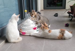 Umi, Violet, Greyson - Domestic Short Hair Cat