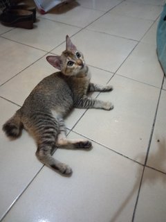 Meeka - Domestic Short Hair Cat
