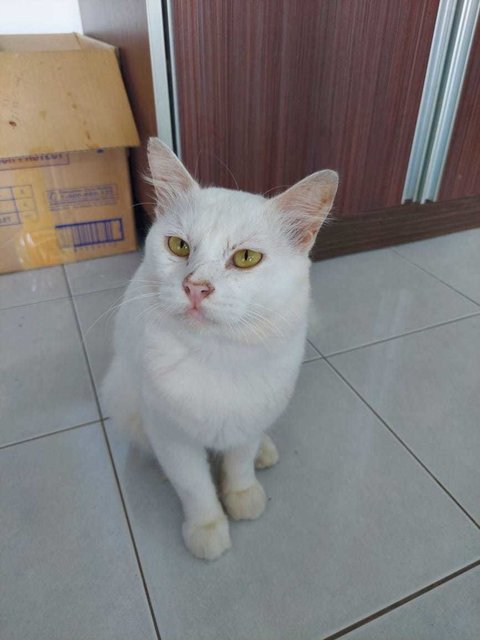 Covid - Turkish Angora + Tabby Cat