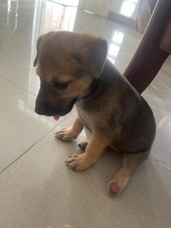 Cute Female Puppies - Mixed Breed Dog