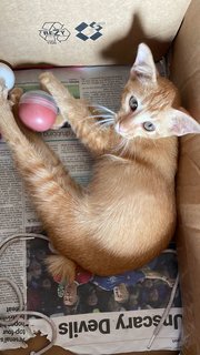 Melody - Domestic Short Hair Cat