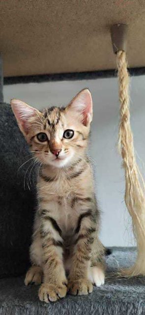 Pretty Peppie - Domestic Short Hair Cat