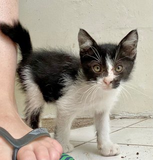 Stuart - Domestic Short Hair Cat