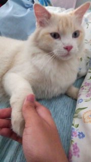 Putih - Domestic Medium Hair Cat