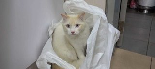 Putih - Domestic Medium Hair Cat