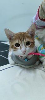 Orange - Domestic Medium Hair Cat