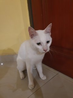 White Cat - Domestic Medium Hair Cat
