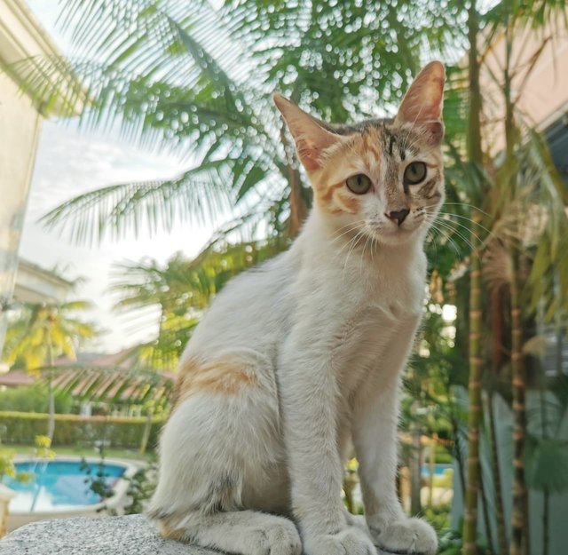 Bibi - Domestic Short Hair Cat