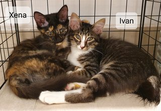 Willow, Xena, Ivan - Domestic Medium Hair + Tortoiseshell Cat