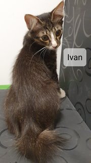 Willow, Xena, Ivan - Domestic Medium Hair + Tortoiseshell Cat