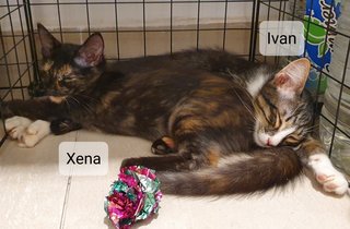 Willow, Xena, Ivan - Domestic Medium Hair + Tortoiseshell Cat