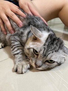 Round Round - Domestic Short Hair Cat