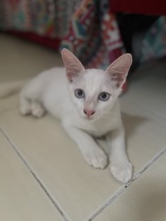 Kukey & Tata - Domestic Short Hair Cat