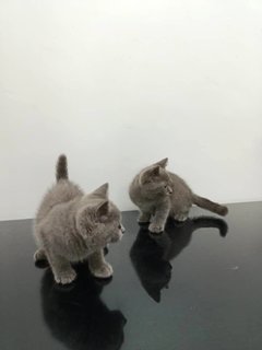 Kevin - British Shorthair Cat