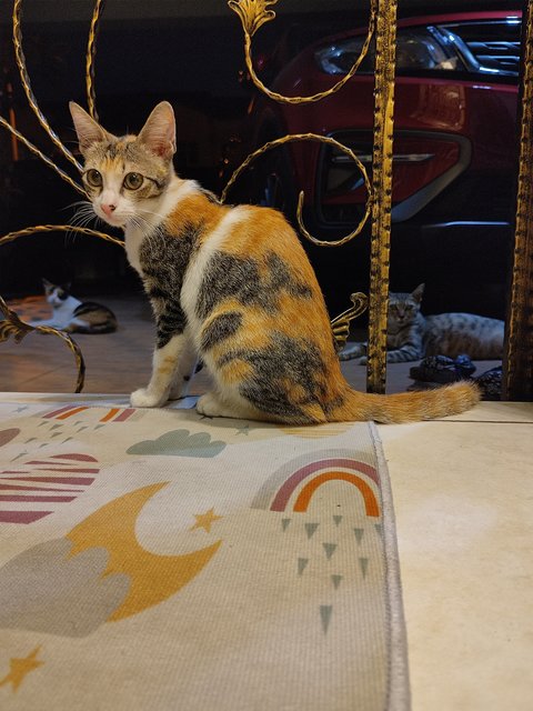 Dori - Domestic Short Hair Cat