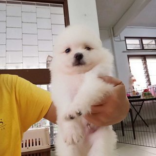 Pomeranian Thailand Line Puppy - Pomeranian Dog