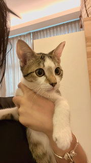 Haribo - Domestic Short Hair Cat