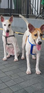 Bosco & Betty - Terrier Mix Dog