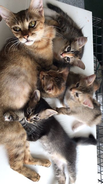 4 Kittens  - Domestic Short Hair + Domestic Long Hair Cat
