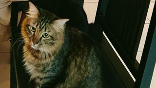 Leon  - Persian + Tabby Cat