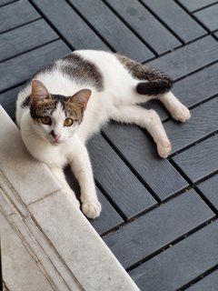 Jasker - Tabby Cat