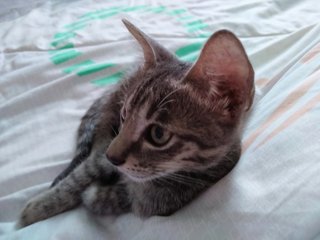 Playful Evie Needs Loving Home - Domestic Short Hair + Tabby Cat