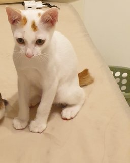 Snowie - Domestic Short Hair Cat