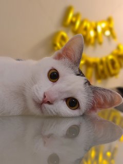 Bella &amp; Luna - Domestic Short Hair Cat