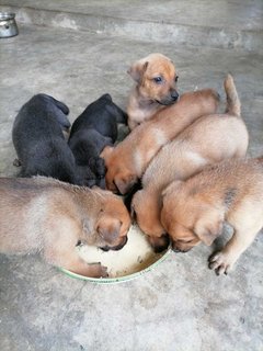 Six puppies