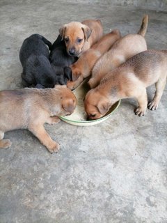 Six puppies