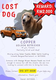 Copper - Golden Retriever Dog