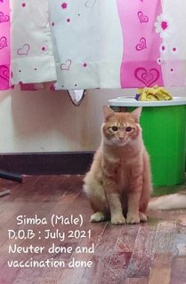 Sim-ba - Domestic Medium Hair Cat